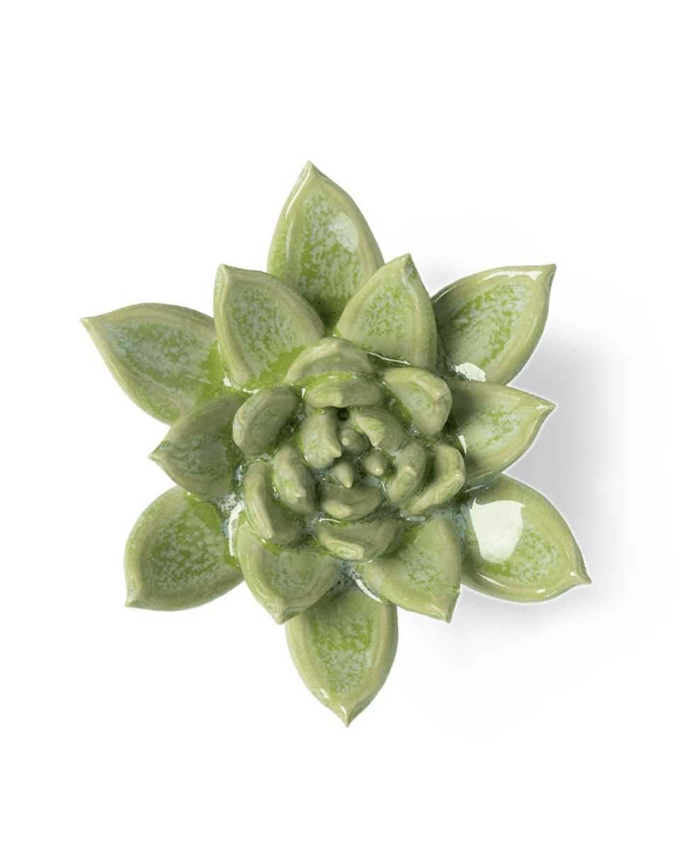 JA20 Pea Green Ghost Succulent - Chive UK Wholesale