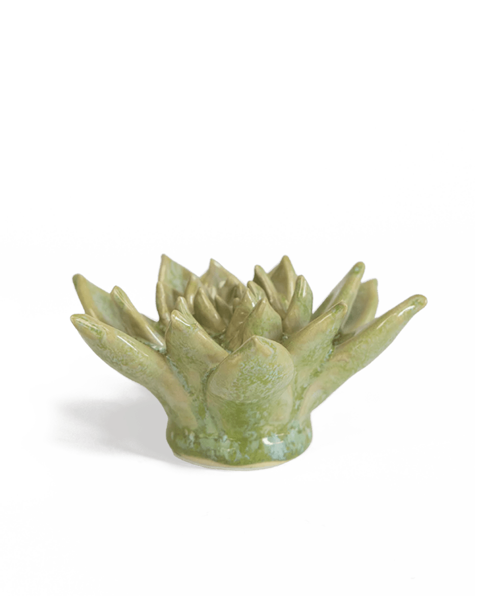 JA20 Pea Green Ghost Succulent - Chive UK Wholesale