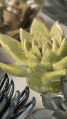 JA20 Pea Green Ghost Succulent - Chive UK Wholesale