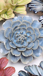 JA21 Fancy Blue Fiesta Marigold - Chive UK Wholesale