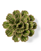 JA24 Avocado Green Petunia - Chive UK Wholesale