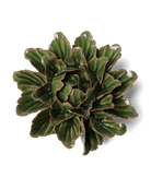 JA26 Avocado Green Sorbet Peony - Chive UK Wholesale