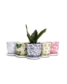 Liberte Porcelain Pot And Saucer Kits - Chive UK Wholesale