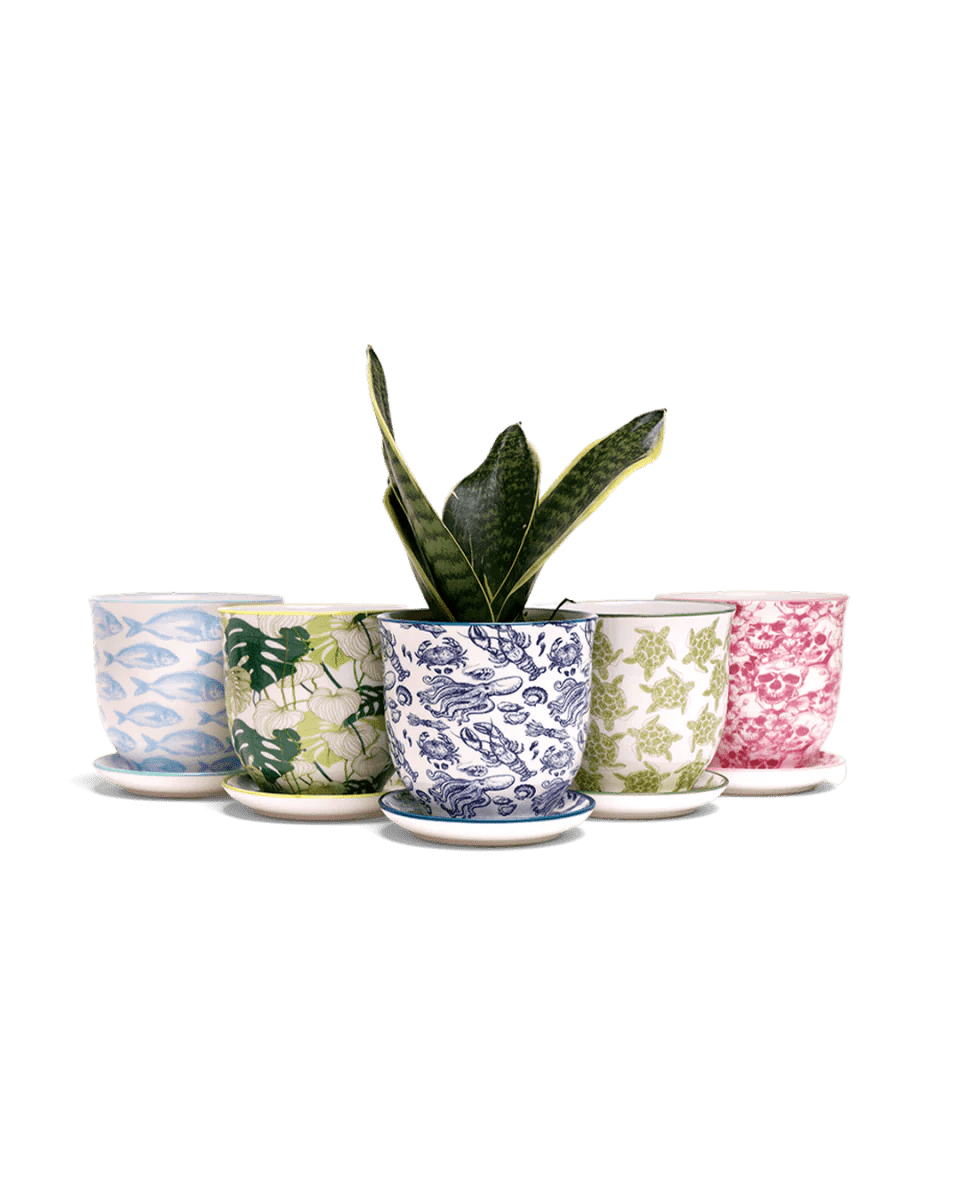 Liberte Porcelain Pot And Saucer Kits - Chive UK Wholesale