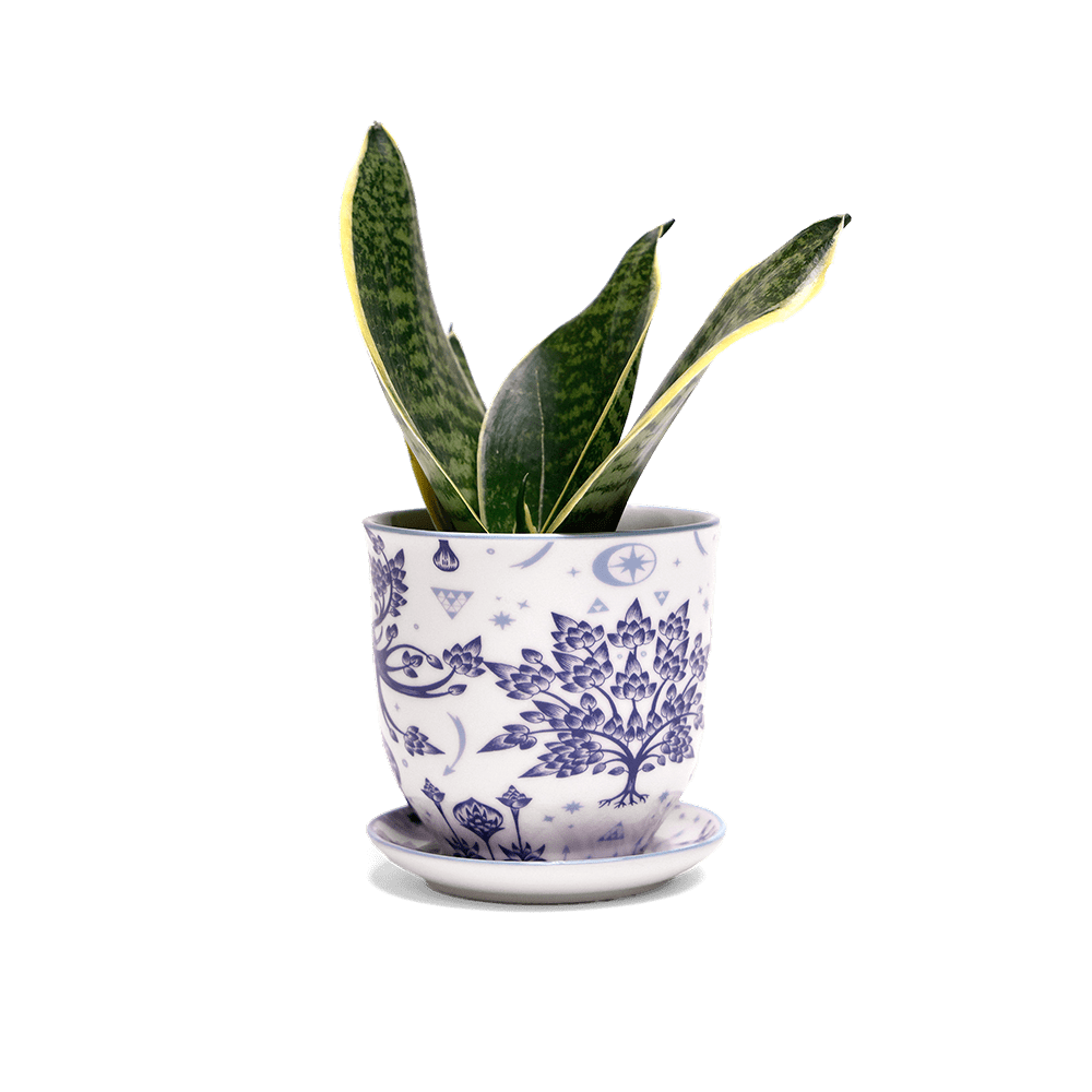 Liberte 5 Porcelain Pot And Saucer With Drainage - Chive UK Wholesale