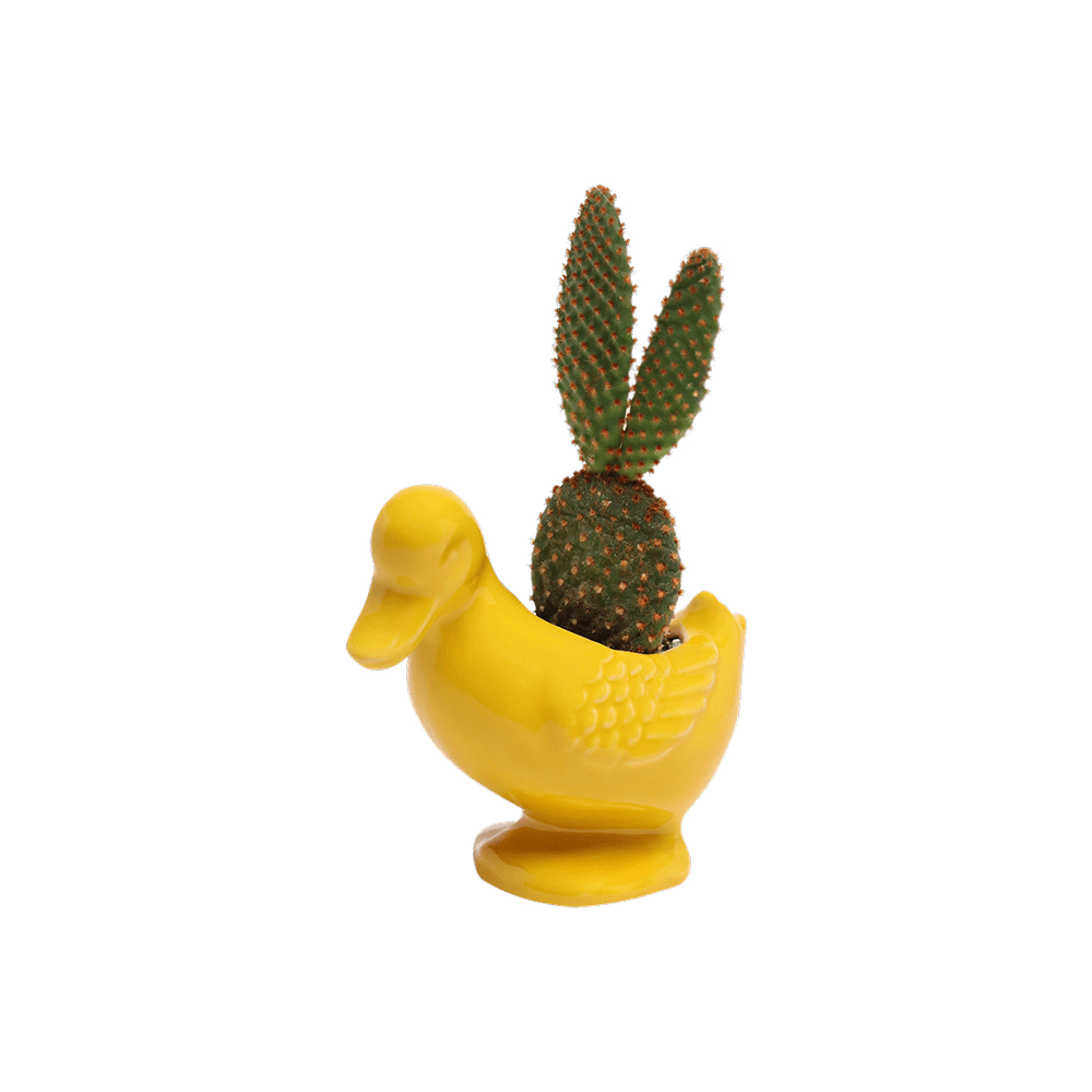 Duck Ceramic Indoor Plant Pot For Succulents - Chive UK Wholesale