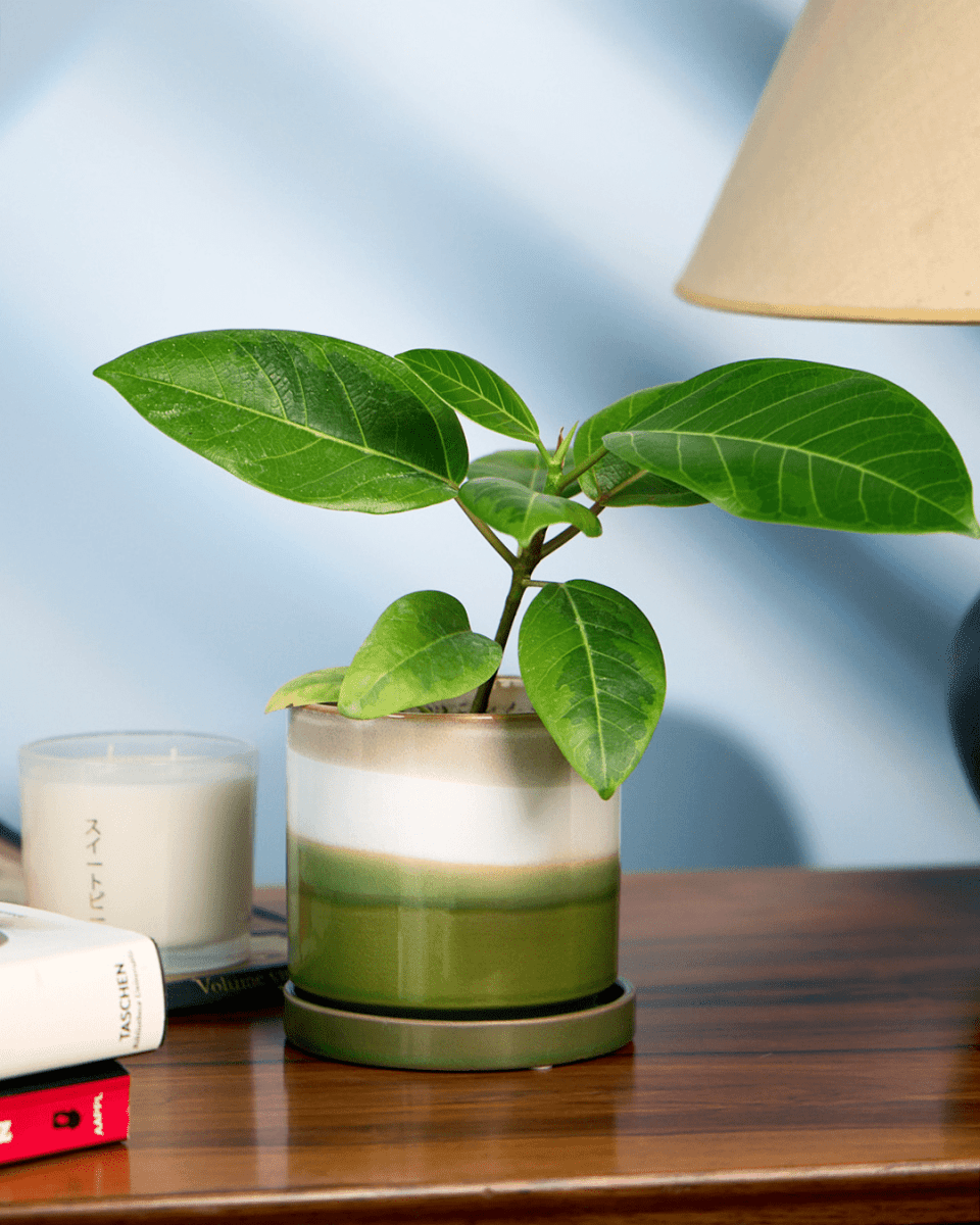 Minute Ceramic Pot And Saucer Set With Drainage - Chive UK Wholesale