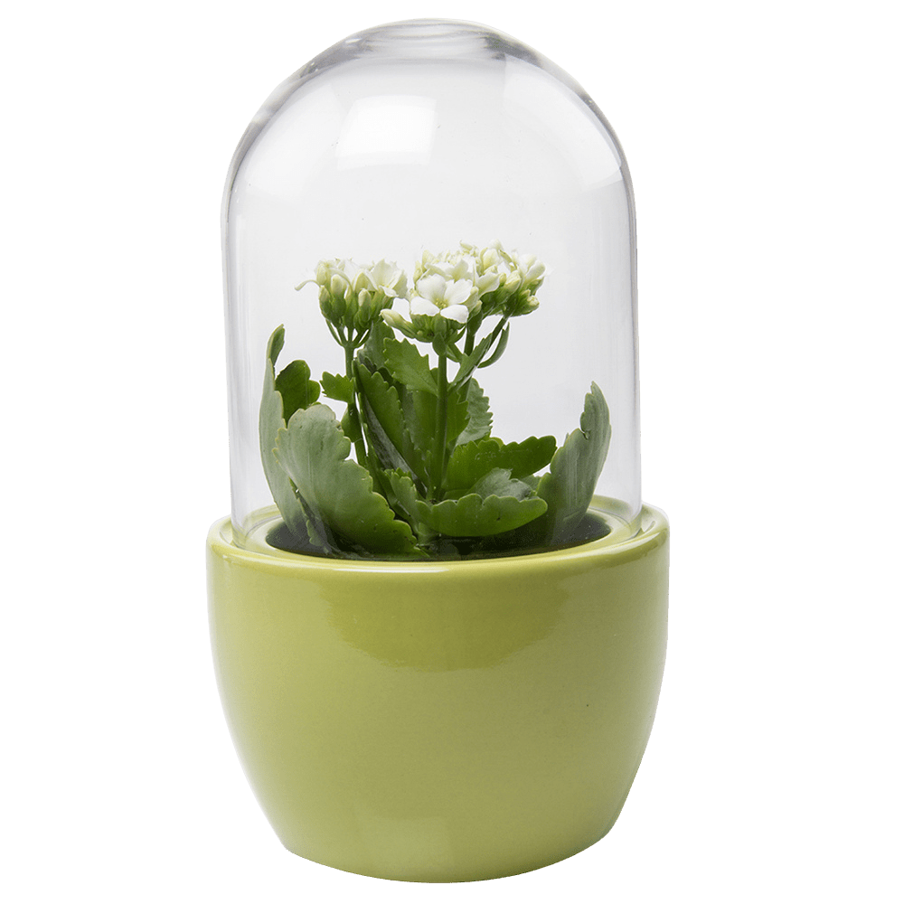 Pill Glass Terrarium Jar For Succulents - Chive UK Wholesale