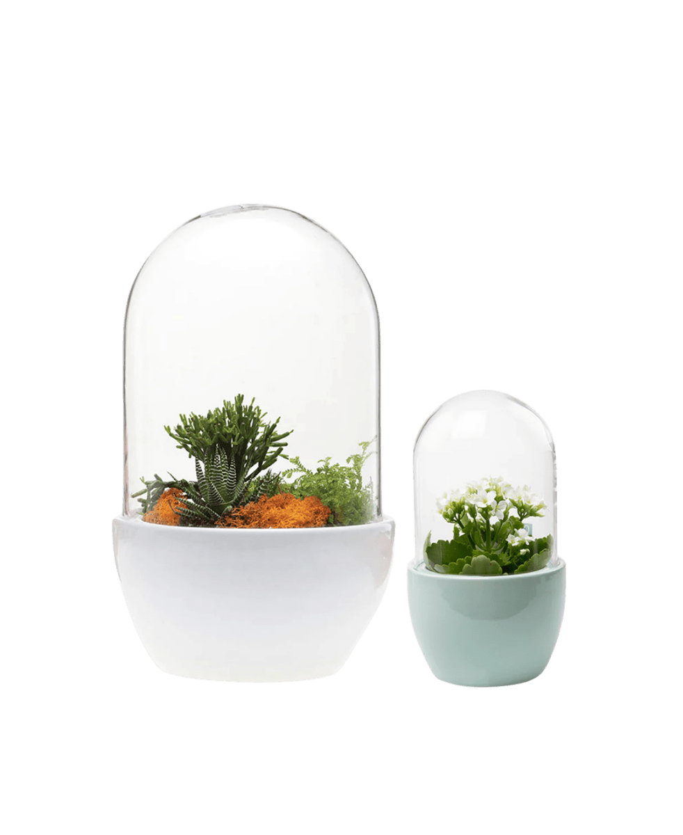 Pill Glass Terrarium Jar For Succulents - Chive UK Wholesale