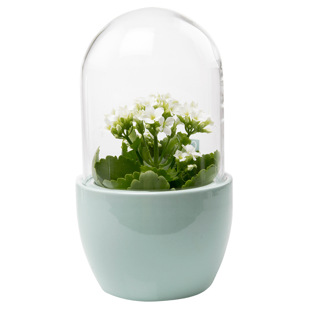Pill Glass Terrarium Jar For Succulents - Chive UK Wholesale