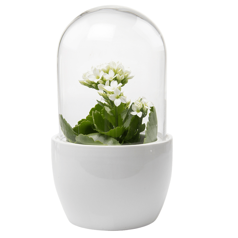 Pill Glass Terrarium Jar For Succulents - Chive UK Wholesale