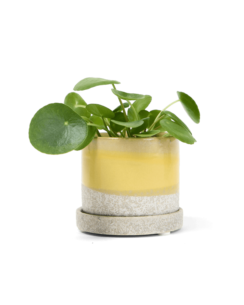 Minute Ceramic Pot And Saucer Set With Drainage - Chive UK Wholesale