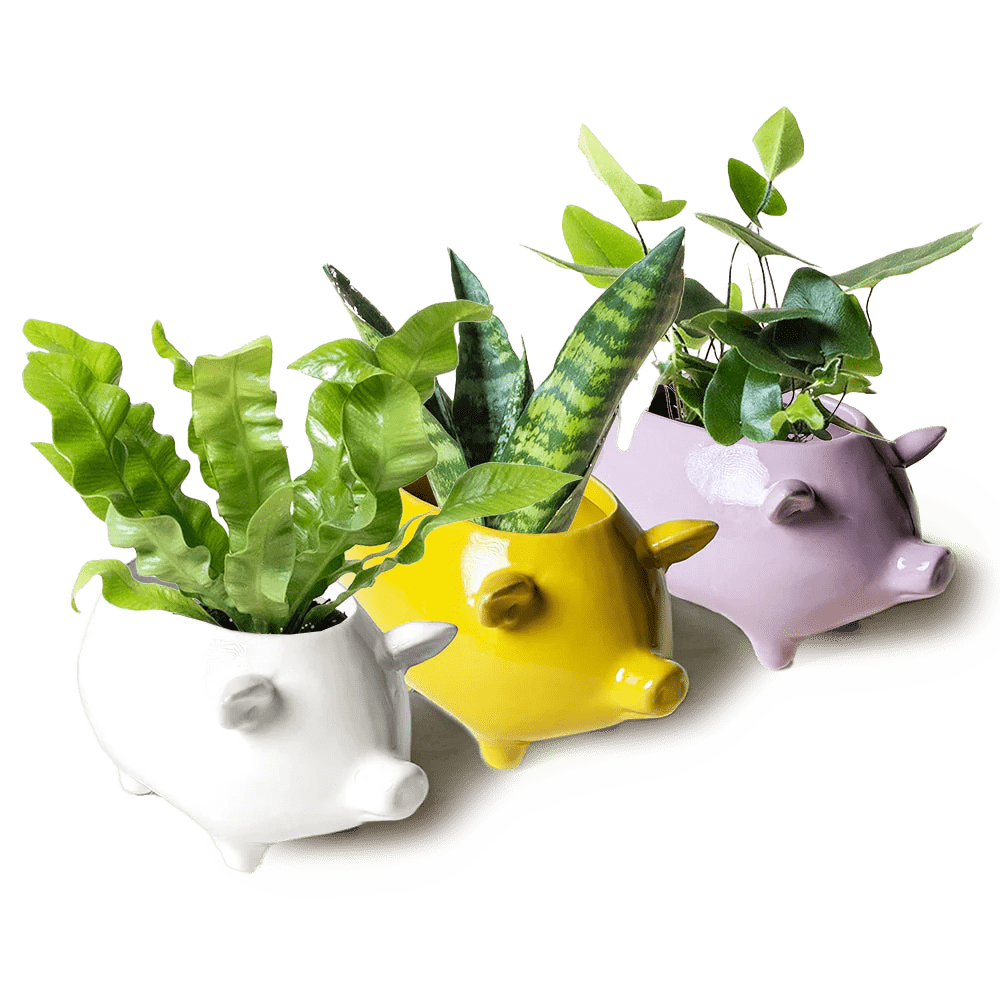 Pig Ceramic Indoor Plant Pot Kit - Chive UK Wholesale