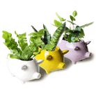 Pig Ceramic Indoor Plant Pot Kit - Chive UK Wholesale