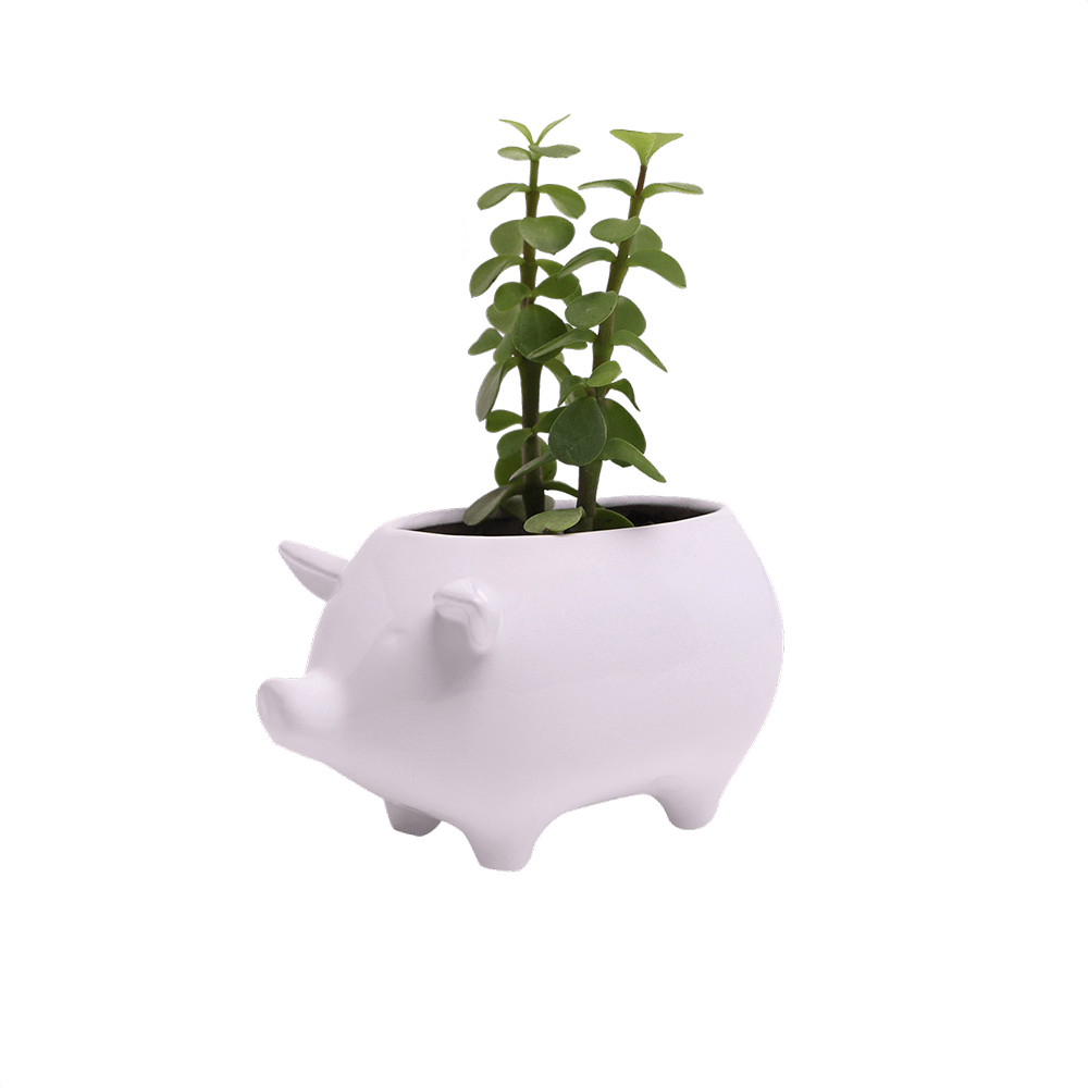 Pig Ceramic Indoor Plant Pot For Succulents - Chive UK Wholesale