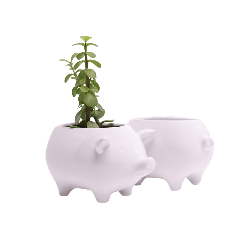 Pig Ceramic Indoor Plant Pot For Succulents - Chive UK Wholesale