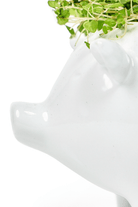 Pig Ceramic Indoor Plant Pot For Succulents - Chive UK Wholesale