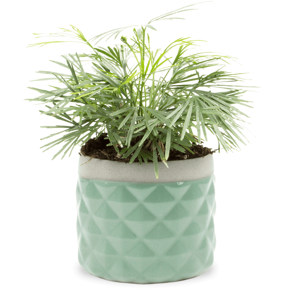 Pina Ceramic Succulent Planter Pot - Chive UK Wholesale