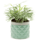 Pina Ceramic Succulent Planter Pot - Chive UK Wholesale