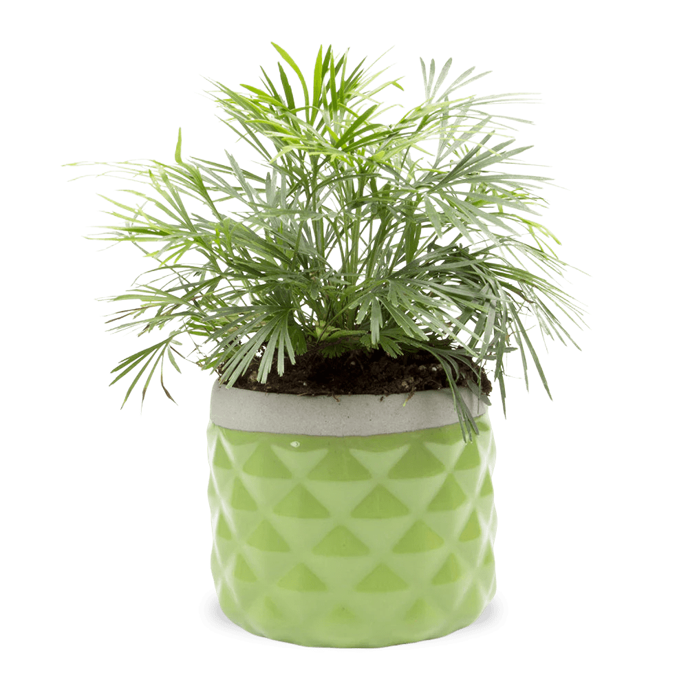 Pina Ceramic Succulent Planter Pot - Chive UK Wholesale