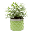 Pina Ceramic Succulent Planter Pot - Chive UK Wholesale