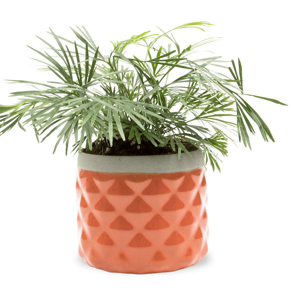 Pina Ceramic Succulent Planter Pot - Chive UK Wholesale