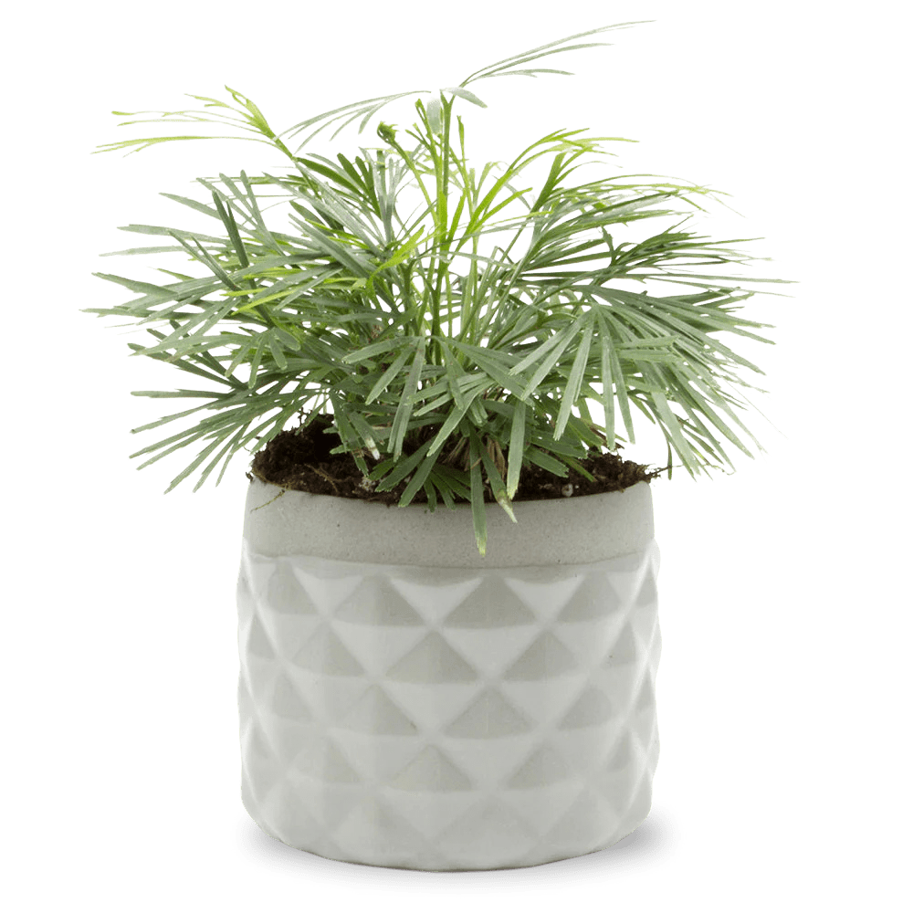 Pina Ceramic Succulent Planter Pot - Chive UK Wholesale