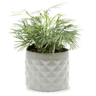 Pina Ceramic Succulent Planter Pot - Chive UK Wholesale