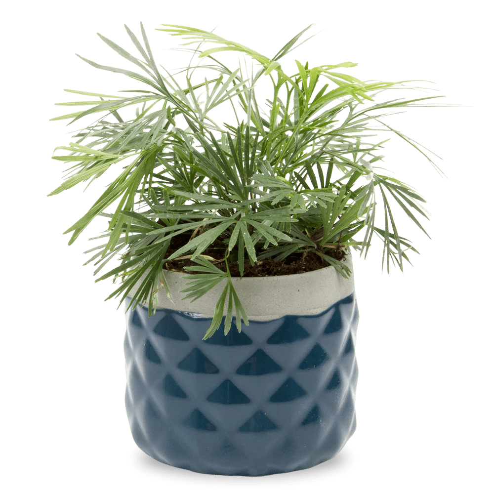 Pina Ceramic Succulent Planter Pot - Chive UK Wholesale