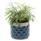 Pina Ceramic Succulent Planter Pot - Chive UK Wholesale