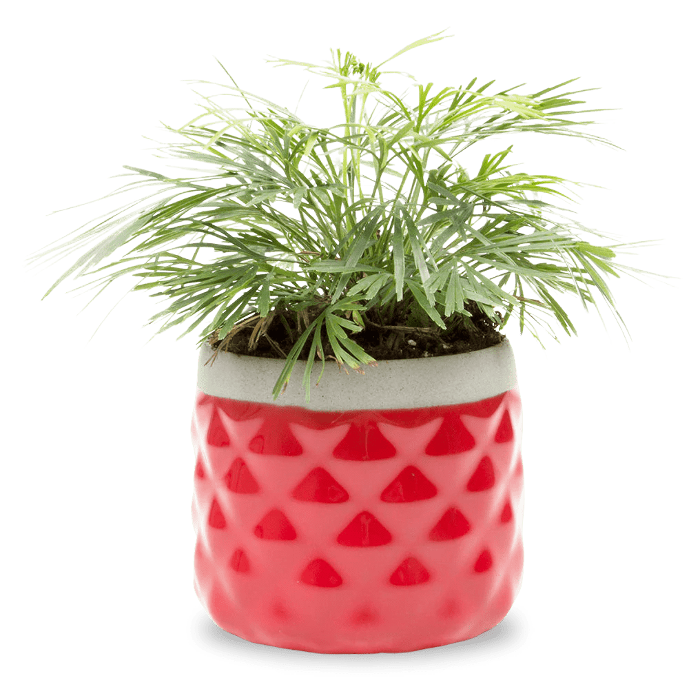 Pina Ceramic Succulent Planter Pot - Chive UK Wholesale