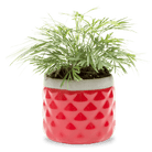 Pina Ceramic Succulent Planter Pot - Chive UK Wholesale