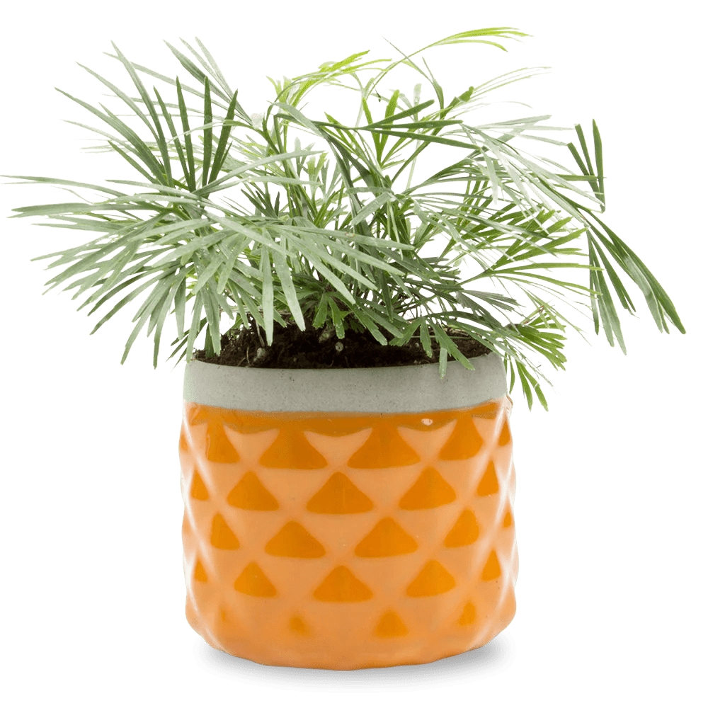 Pina Ceramic Succulent Planter Pot - Chive UK Wholesale