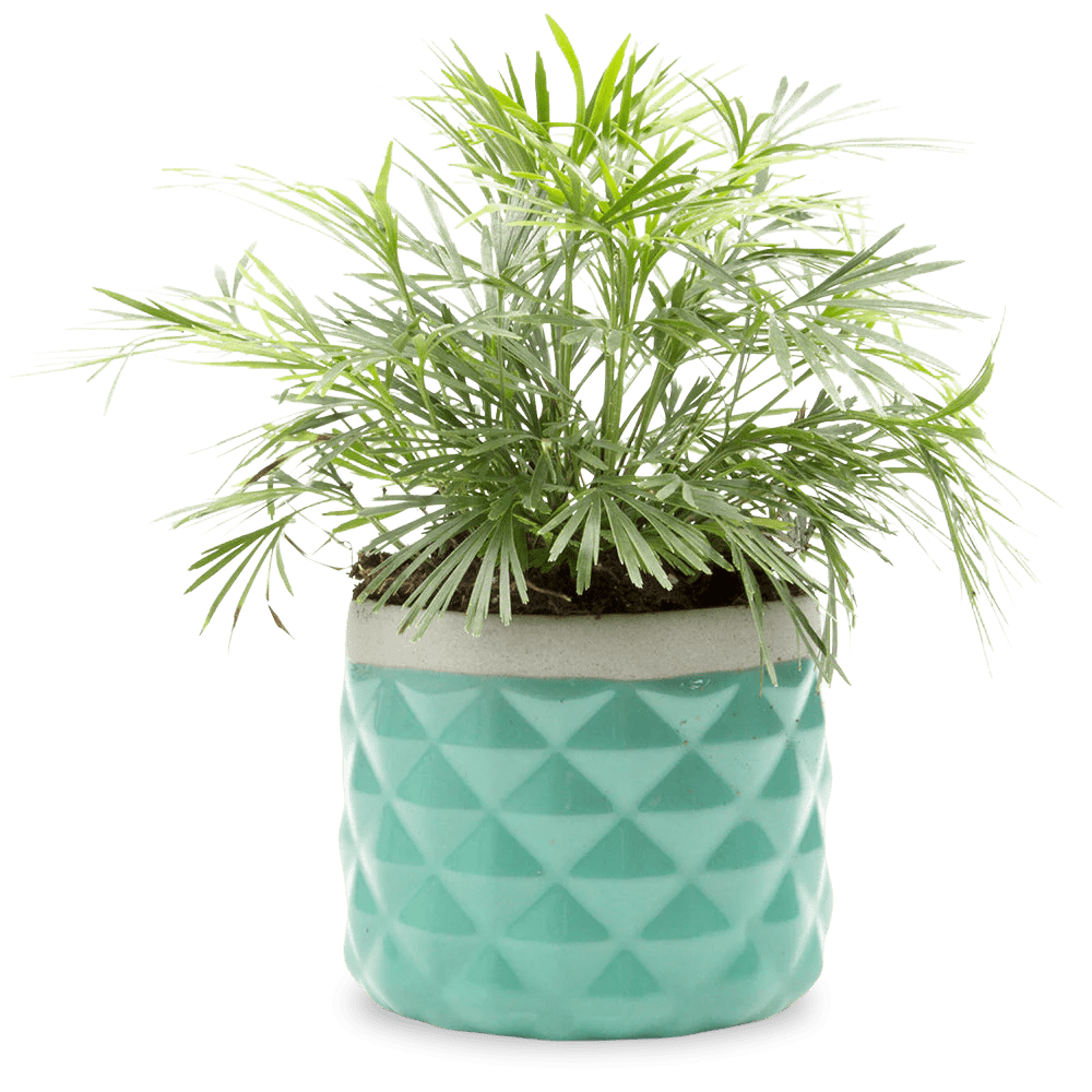 Pina Ceramic Succulent Planter Pot - Chive UK Wholesale