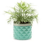 Pina Ceramic Succulent Planter Pot - Chive UK Wholesale