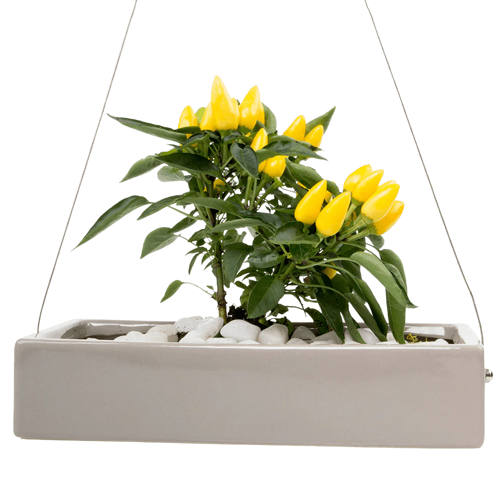 Ragna Ceramic Hanging Planter - Chive UK Wholesale