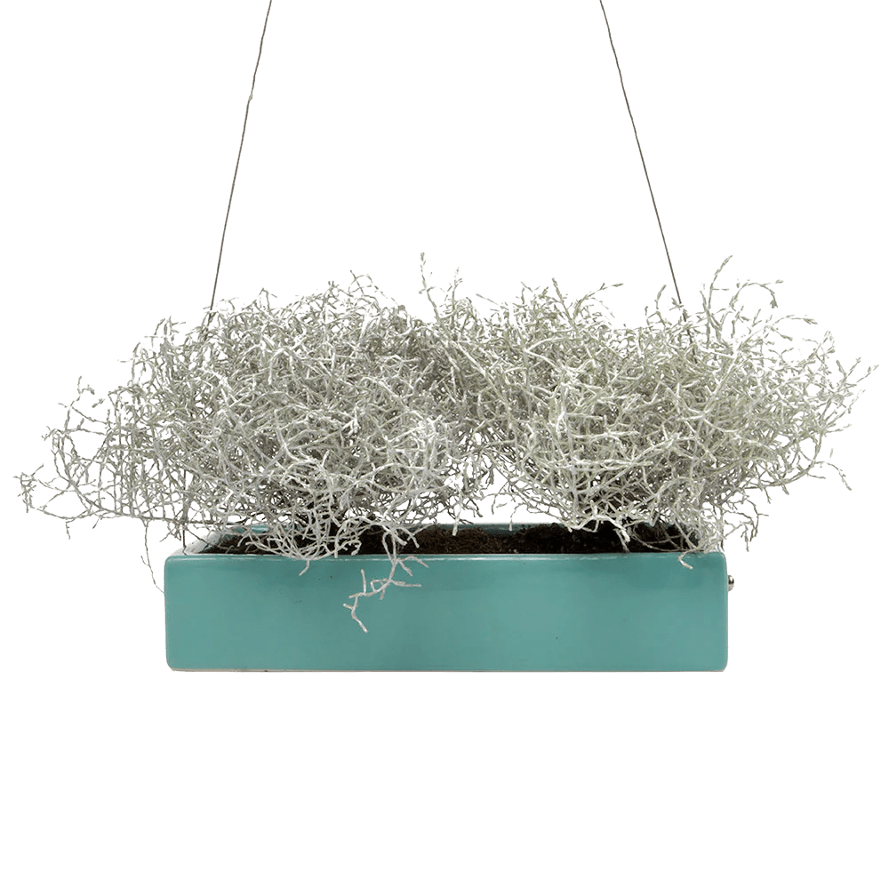 Ragna Ceramic Hanging Planter - Chive UK Wholesale