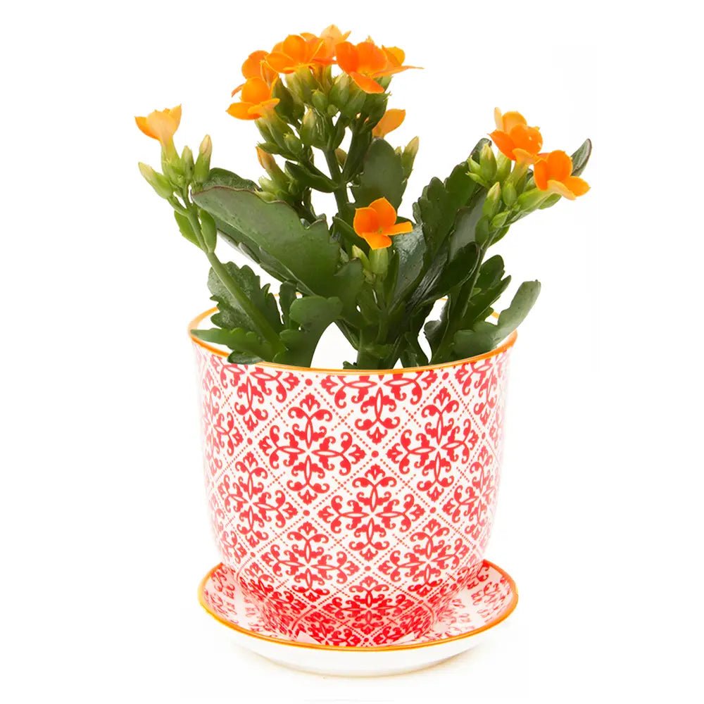 Liberte Porcelain Pot And Saucer Set With Drainage - Chive UK Wholesale