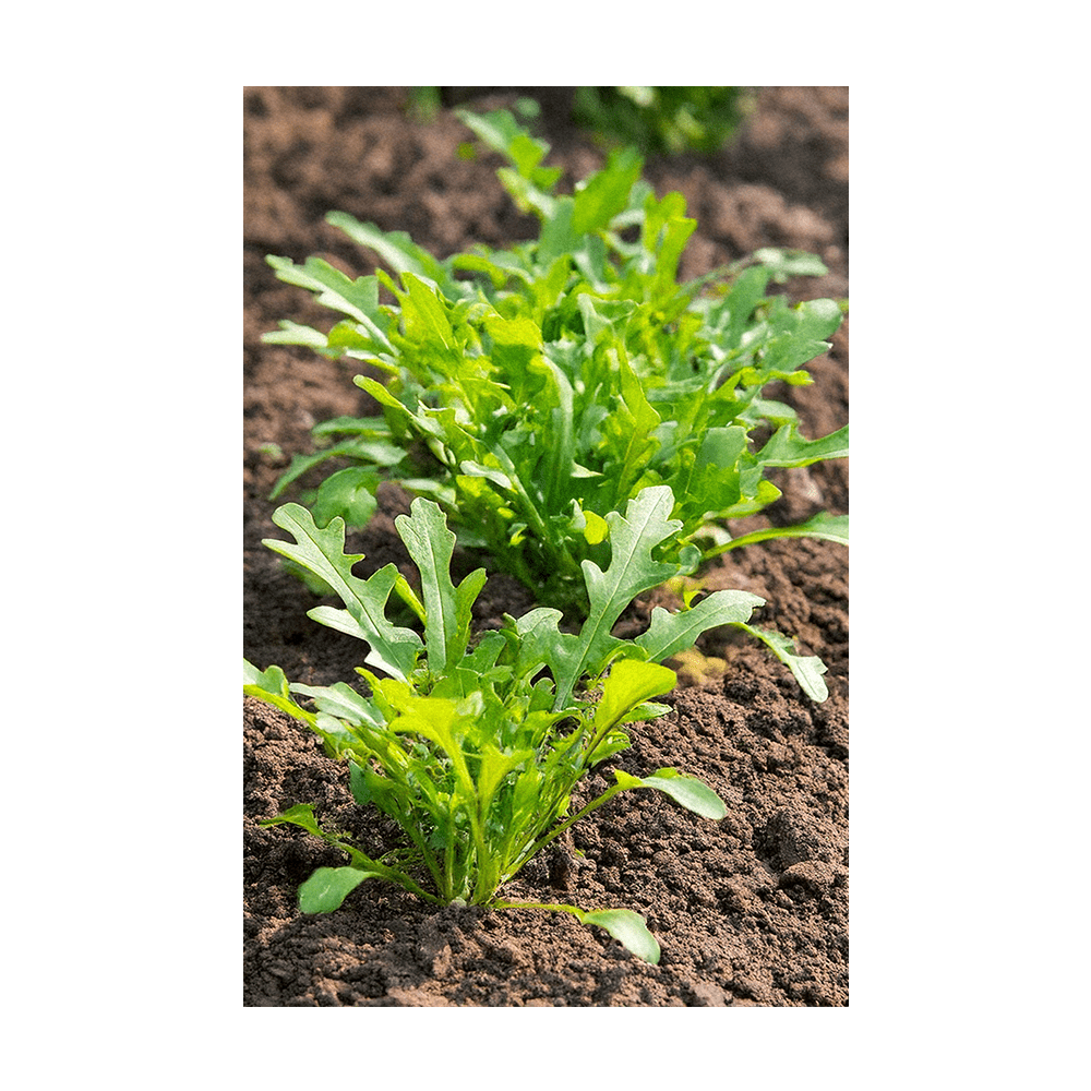 Arugula Vegetable Seeds Packet - Chive UK Wholesale