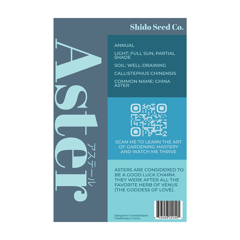 Aster Flower Seeds Packet - Chive UK Wholesale