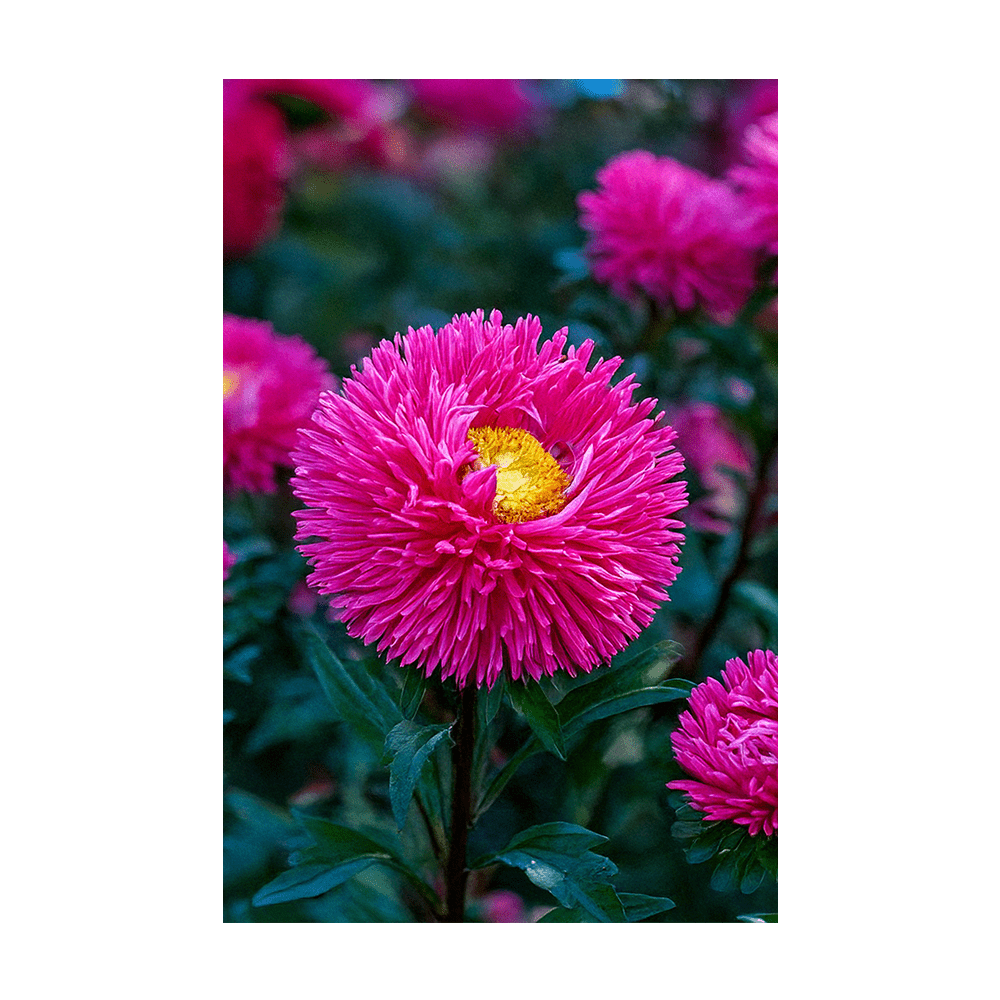 Aster Flower Seeds Packet - Chive UK Wholesale