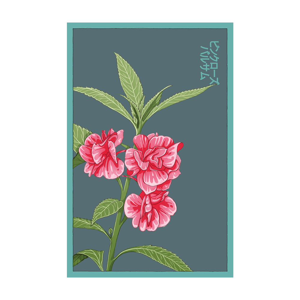 Pink Rose Balsam Flower Seeds Packet - Chive UK Wholesale