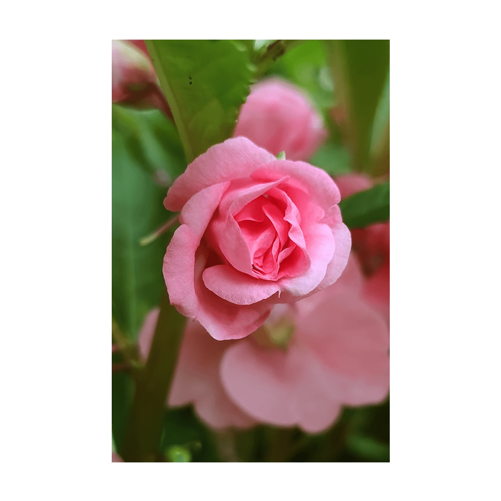 Pink Rose Balsam Flower Seeds Packet - Chive UK Wholesale