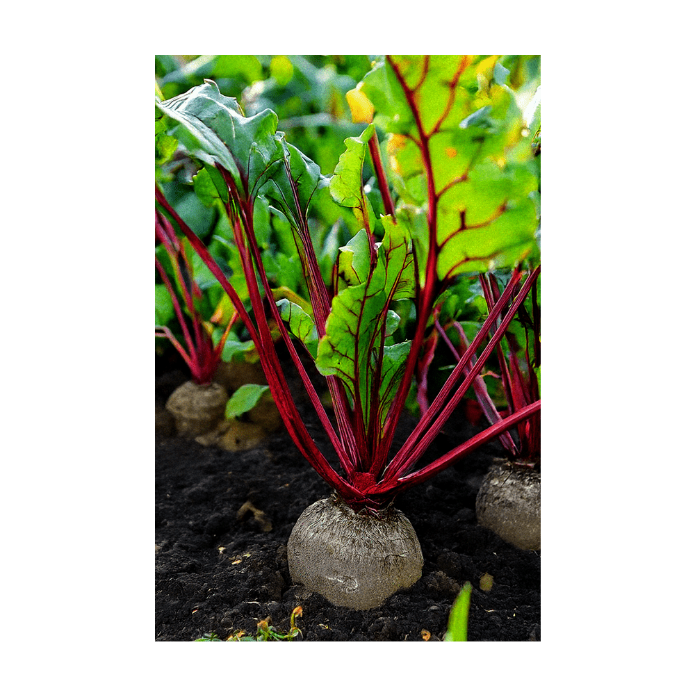 Beet Vegetable Seeds Packet - Chive UK Wholesale