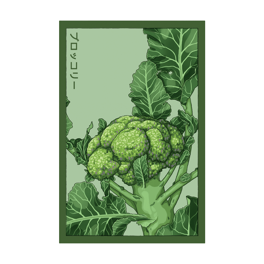 Broccoli Vegetable Seeds Packet - Chive UK Wholesale