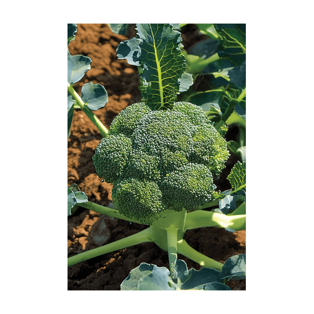 Broccoli Vegetable Seeds Packet - Chive UK Wholesale