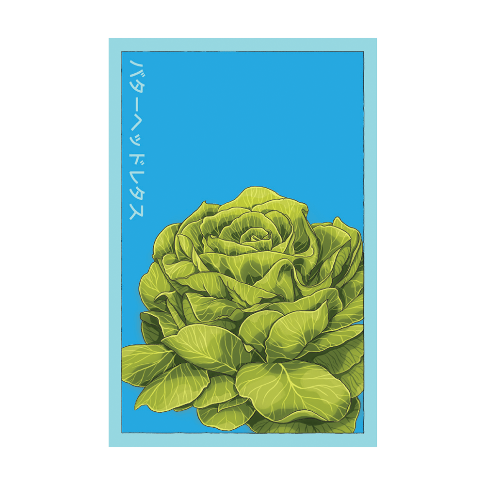 Butterhead Lettuce Vegetable Seeds Packet - Chive UK Wholesale