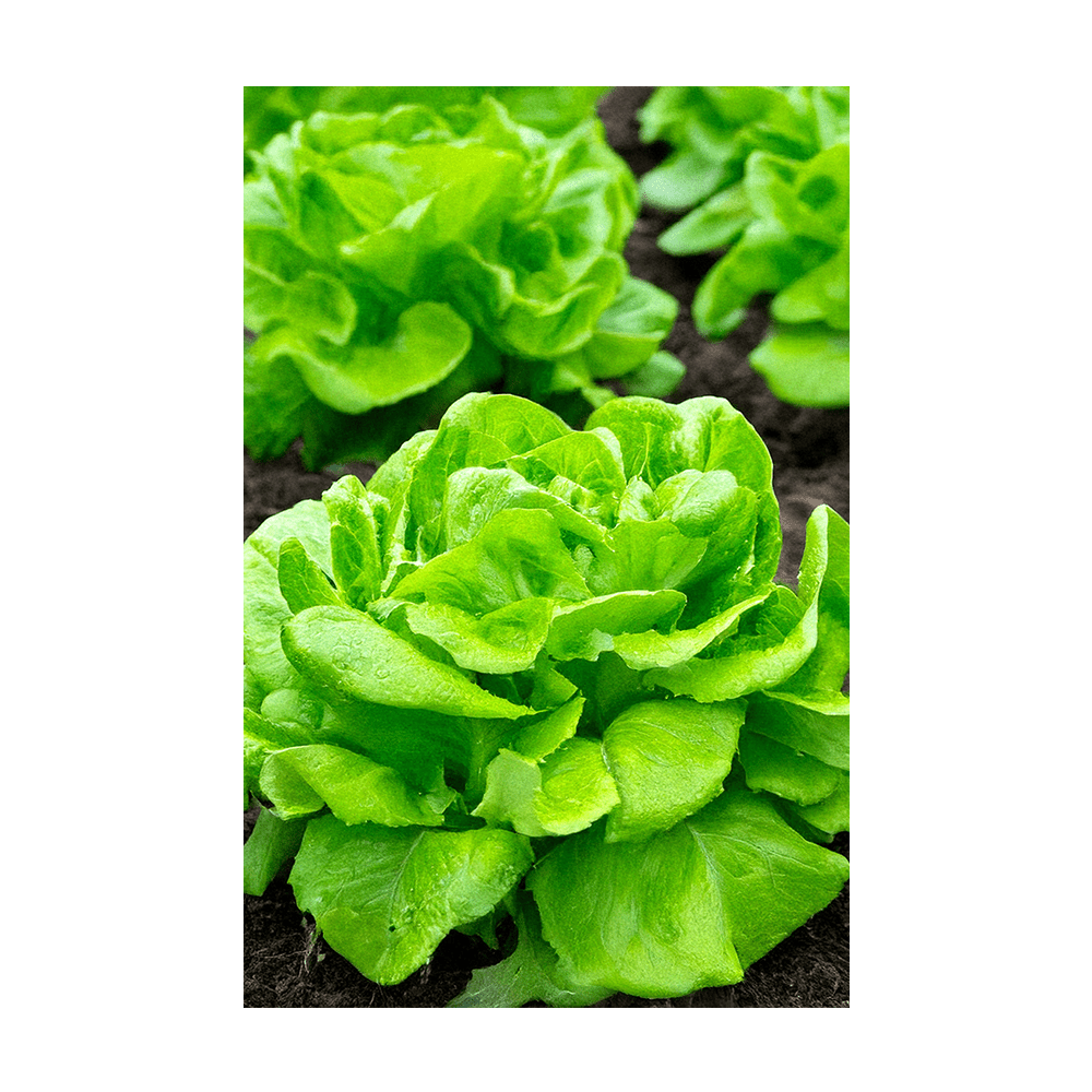 Butterhead Lettuce Vegetable Seeds Packet - Chive UK Wholesale