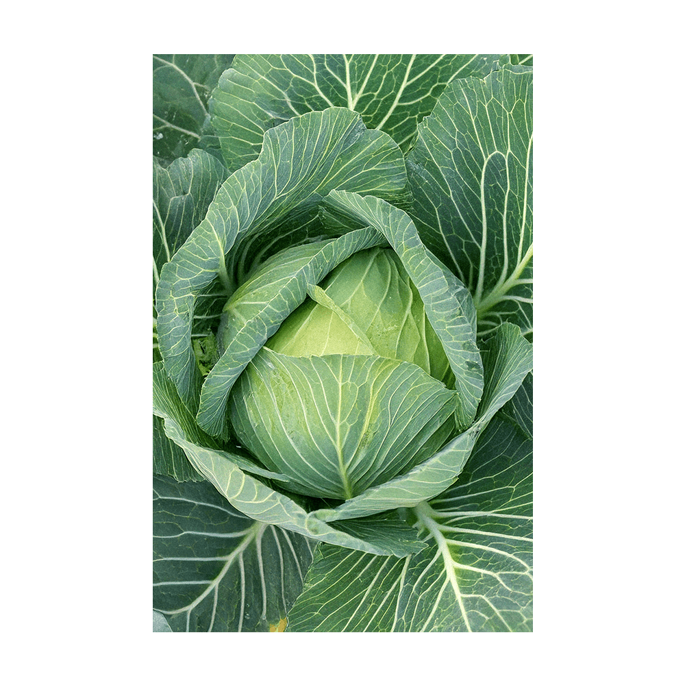 Cabbage Vegetable Seeds Packet - Chive UK Wholesale