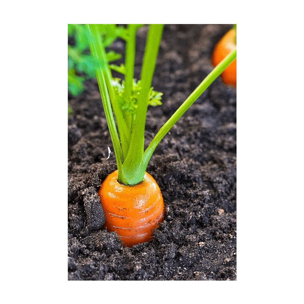 Carrot Vegetable Seeds Packet - Chive UK Wholesale